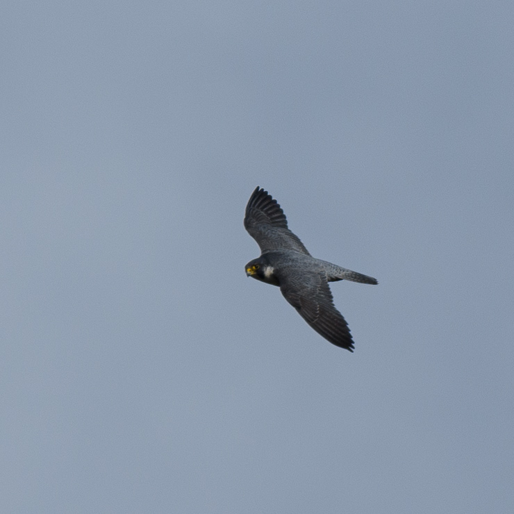 Peregrine falcon